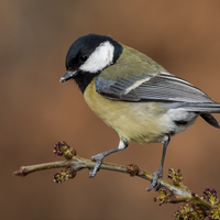 Zeigen Sie uns Ihren schönsten Vogelmoment!