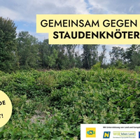 Gemeinsam gegen den Staudenknöterich!