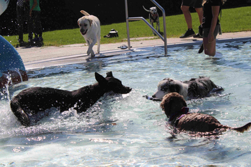 Hundebadetag Traiskirchen