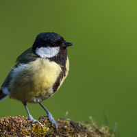 Wintervogelzählung