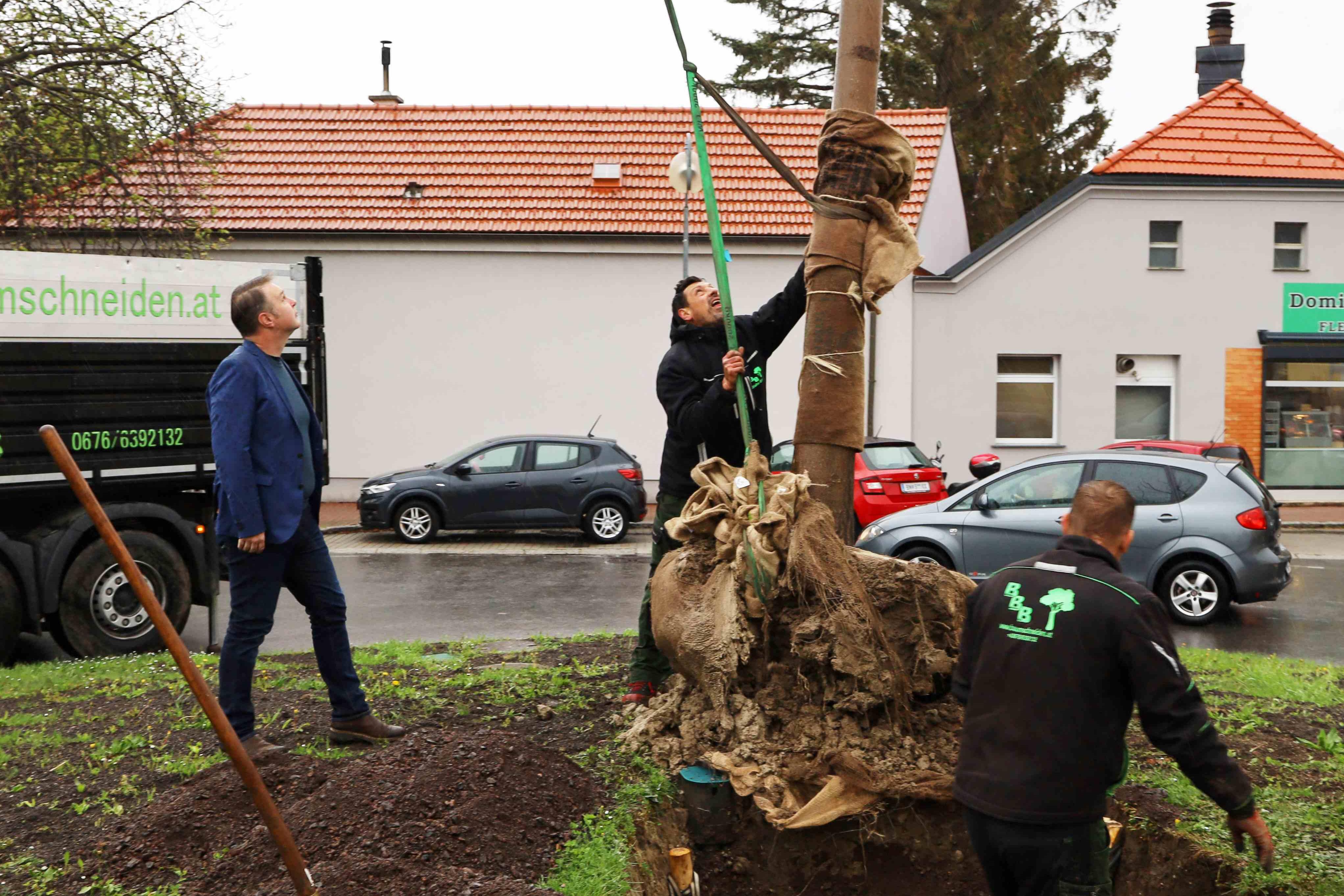 Blauglockenbaum im Möllersdorfer Kreisverkehr