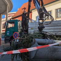 Unsere Weihnachtsbaum-Sammlung ist komplett 