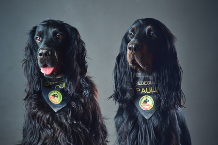 Therapiehunde Loui und Pauli