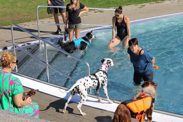 Hundebadetag Traiskirchen