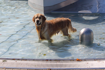 Hundebadetag Traiskirchen