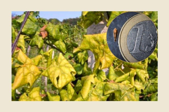 Weinreben mit Rebzikade