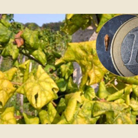 Erkrankung von Weinreben erwartet