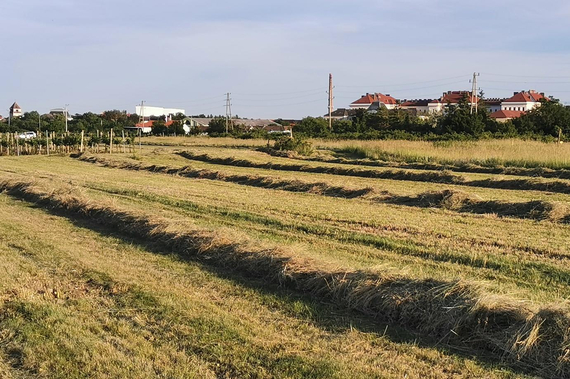 Eine gemähte Wiese.