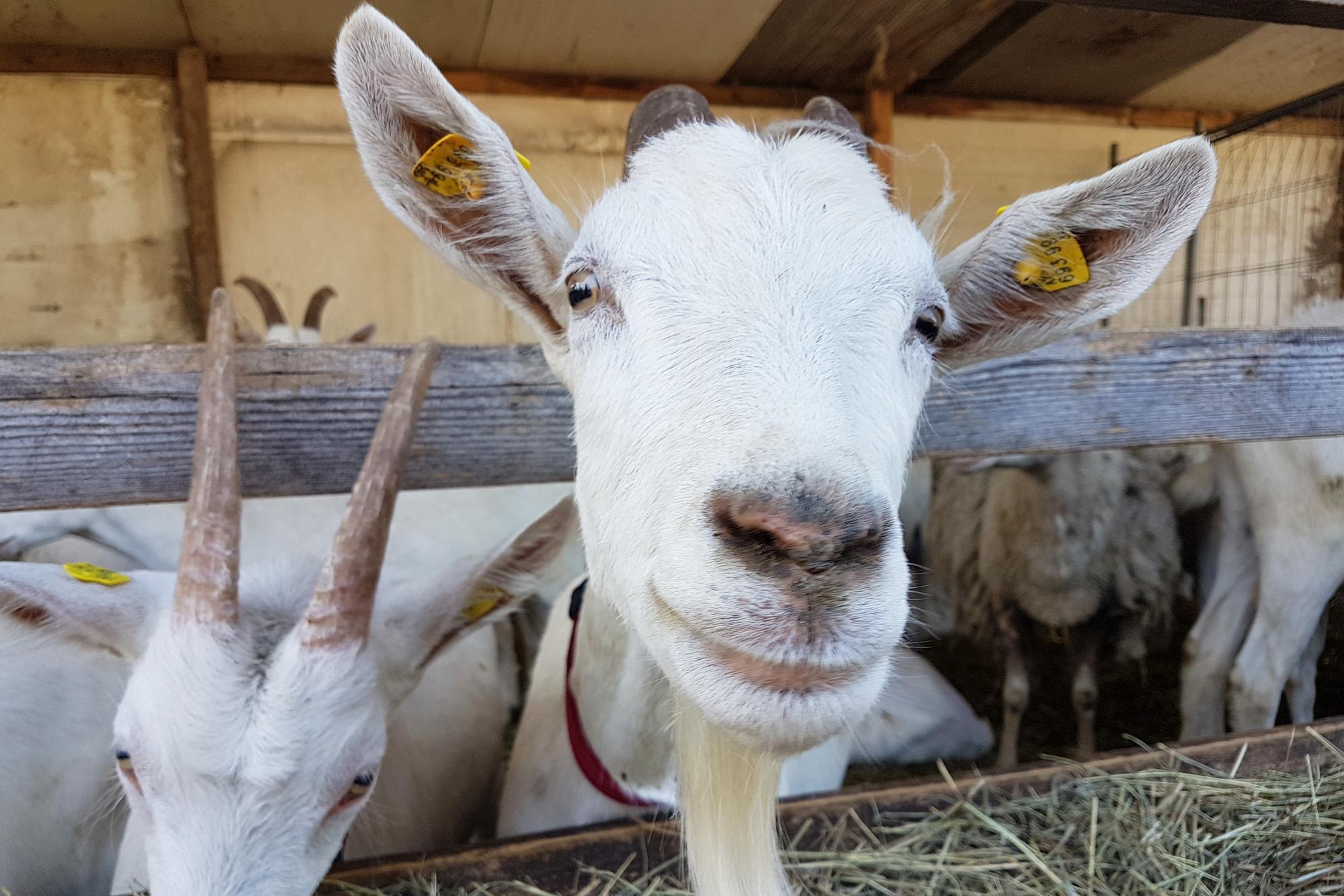 Traiskirchen belebt mit eigener Schaf- und Ziegenherde Weidetradition