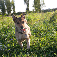 Hunde in Traiskirchen