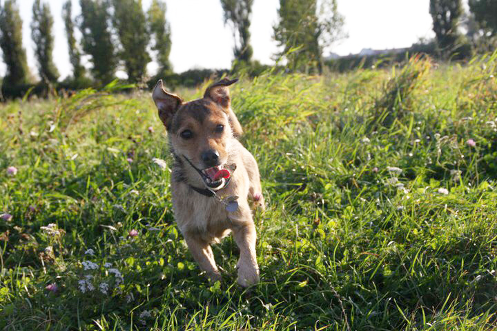Hunde in Traiskirchen